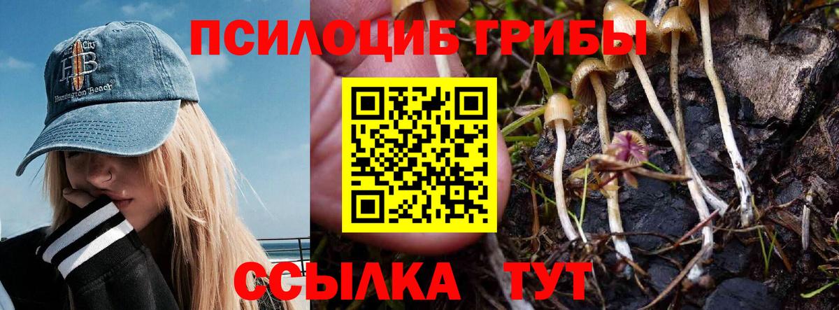 Галлюциногенные грибы Psilocybe Ейск